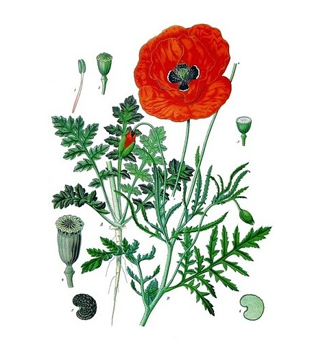 Coquelicot