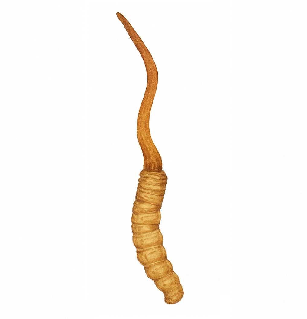 Cordyceps sinensis