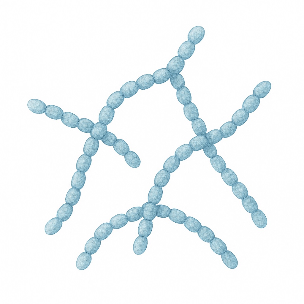 Streptococcus thermophilus